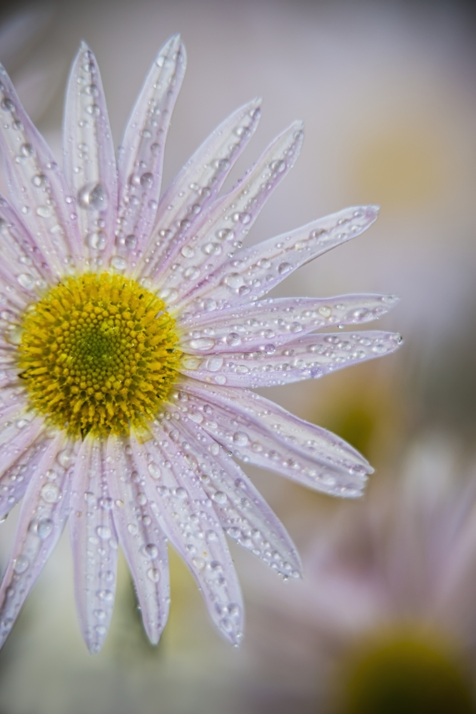 Korean Chrysanthemum New York Botanical Garden - New York City United States of America Poster Print - 12 x 18 in.