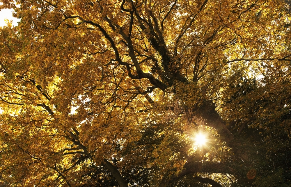 Sun Shining Through Golden Leaves on A Tree Poster Print - 38 x 24