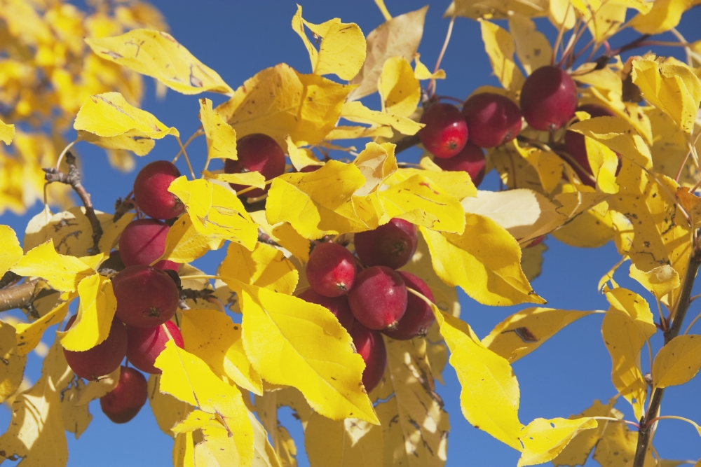 DPI1866834LARGE Calgary Alberta Canada - Crab Apples on A Tree with Yellow Leaves In Autumn Poster Print, 38 x 24
