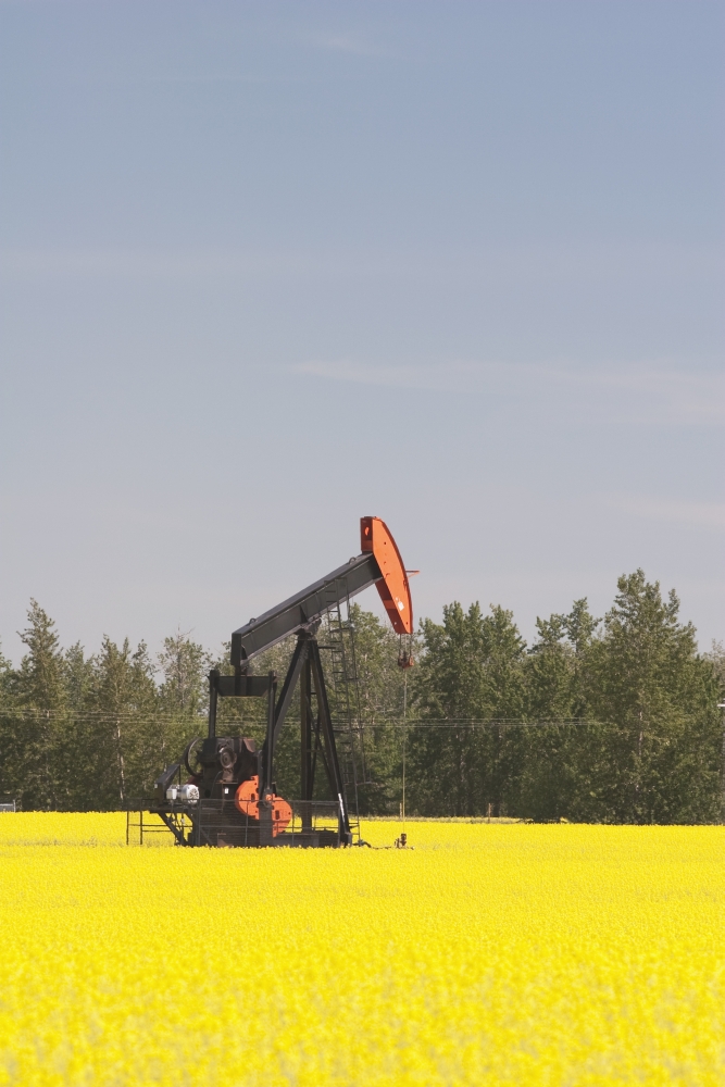DPI1866962LARGE Alberta Canada - Pump Jack In A Flowering Canola Field Poster Print, 24 x 38