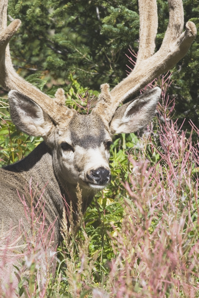 DPI1867149LARGE Waterton National Park Alberta Canada - Deer In A Mountain Meadow Poster Print, 24 x 38