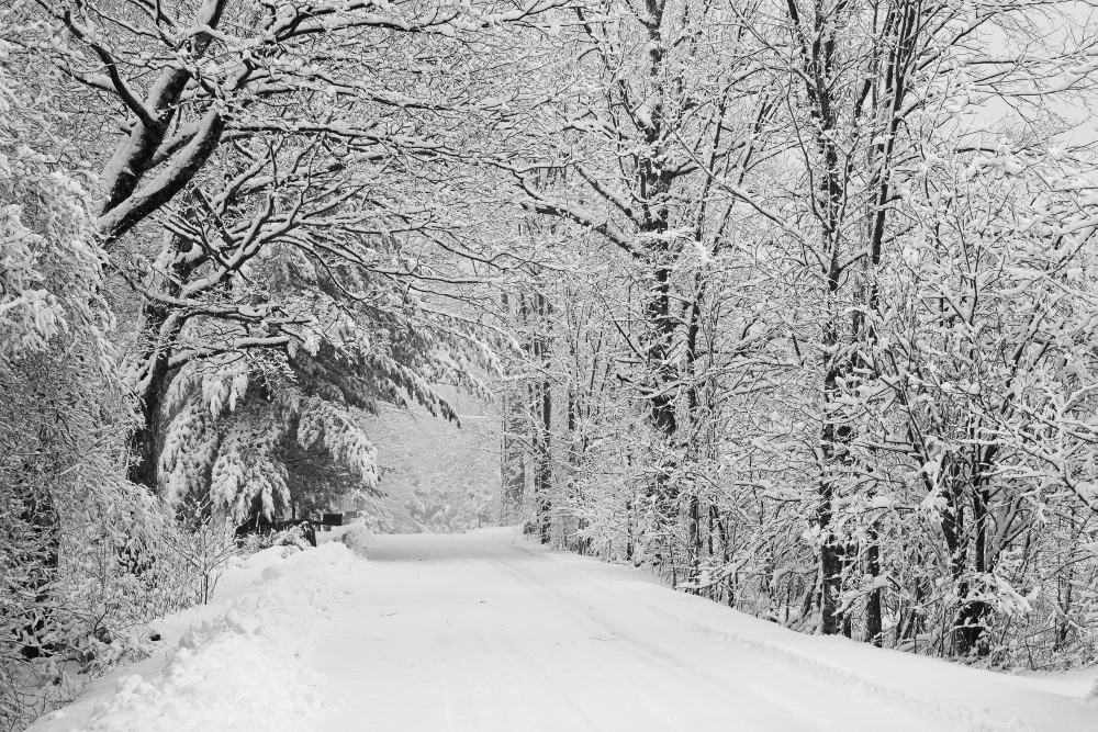 A Snow Covered Road Lined with Leafless Trees in Winter - Brome Lake Quebec Canada Poster Print - 19 x 12 in.