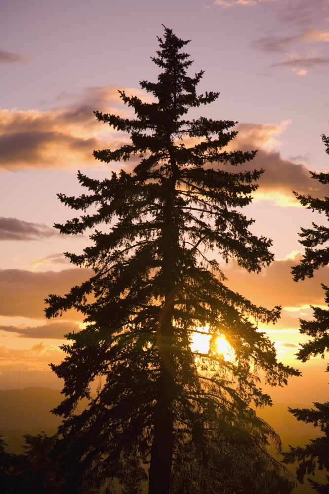 Sunset Willamette Valley Oregon USA Poster Print - 24 x 38