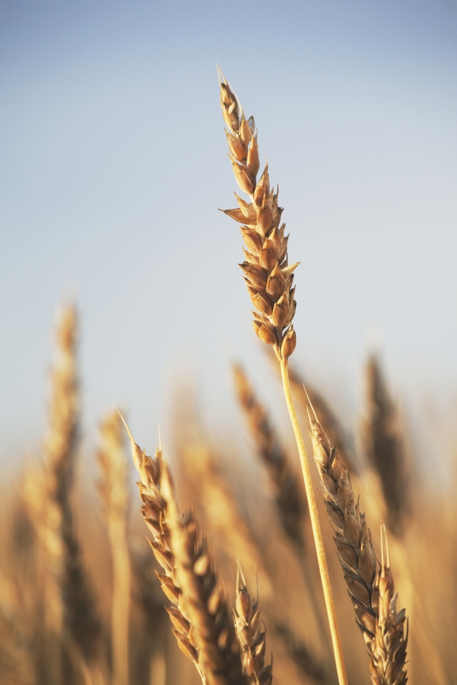 Rip Wheat Central Alberta Canada Poster Print, 24 x 38