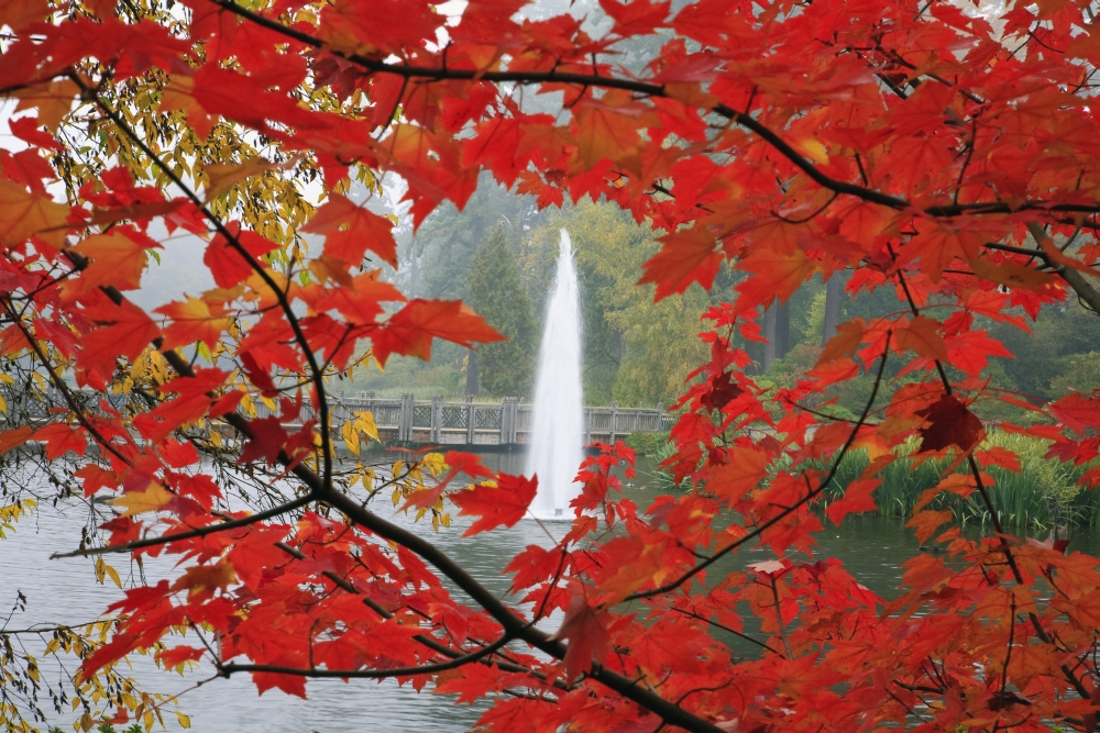 Autumn Leaves Poster Print, 38 x 24