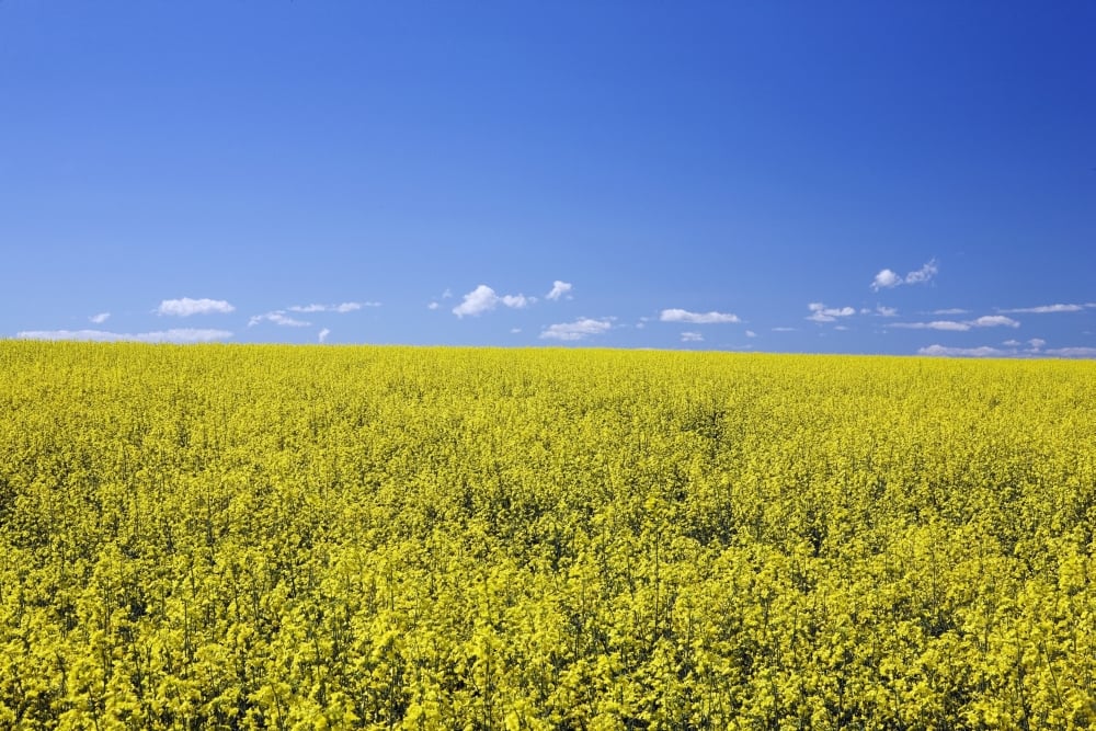 Flowering Canola Central Alberta Canada Poster Print, 19 x 12