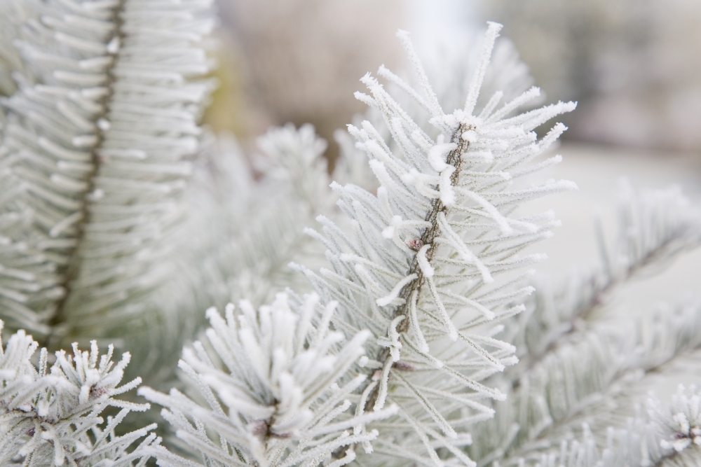 Frost on Pine Tree Poster Print - 19 x 12