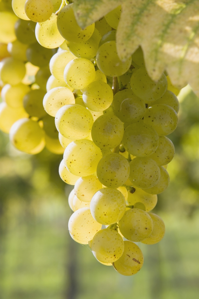 White Grapes Poster Print - 12 x 19