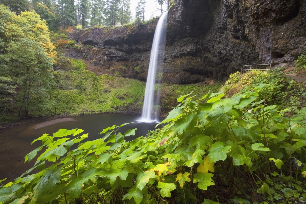 DPI1868383LARGE South Silver Falls Silver Falls State Park Oregon USA Poster Print, 38 x 24