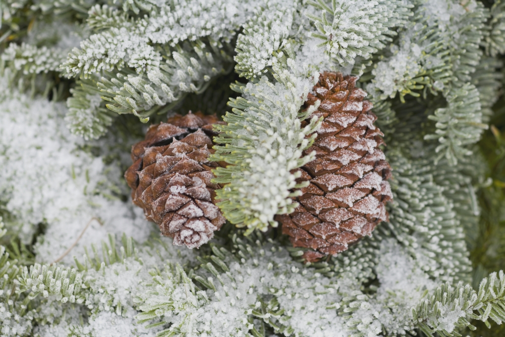 Frost on Pine Cones Poster Print 19 x 12