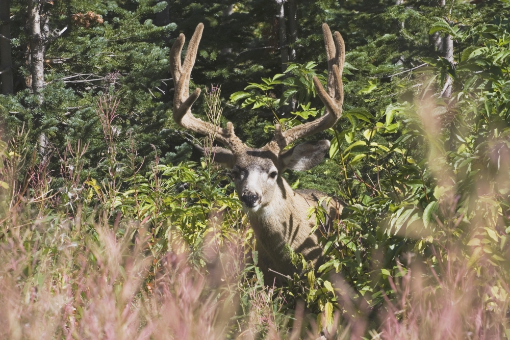 DPI1867118 Waterton National Park Alberta Canada - Deer In A Mountain Meadow Poster Print, 19 x 12