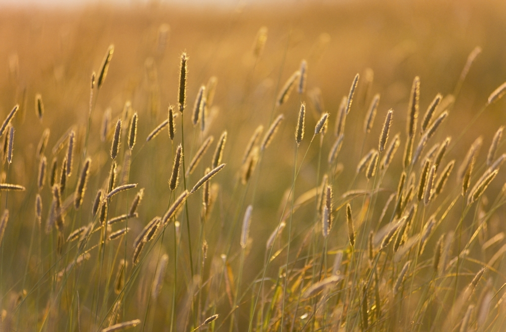 Grass Poster Print - 19 x 12