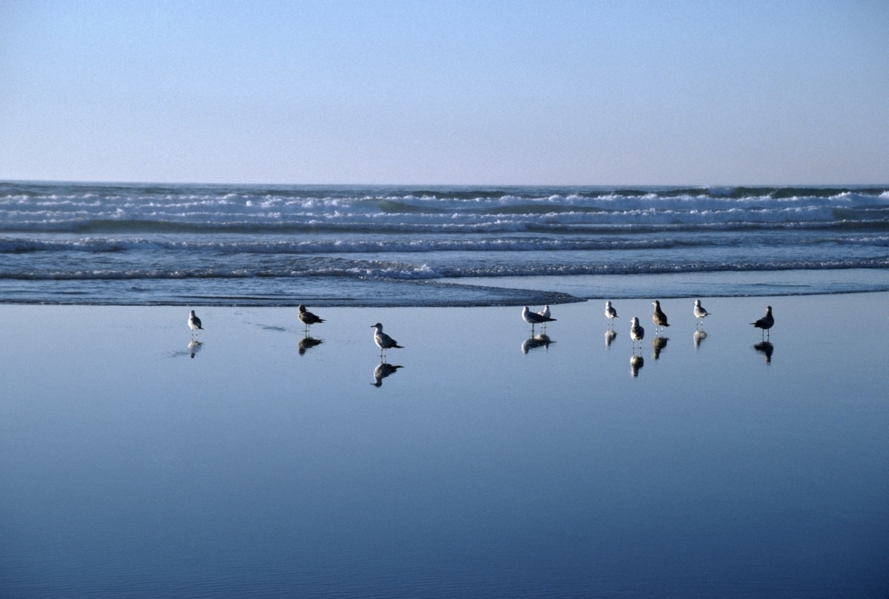 Seagulls Standing on the Shore As the Waves Roll In Poster Print, 18 x 12