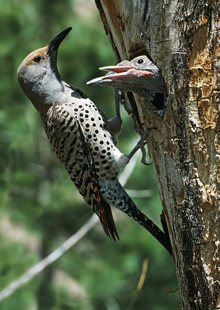 Female Northern Flicker Poster Print, 26 x 36