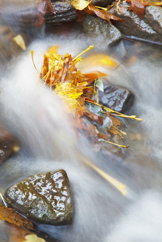 DPI1870502 Oregon United States of America - Flowing Water In A Creek In Autumn In Columbia River Gorge National Scenic Area Poster Print, 12 x 19
