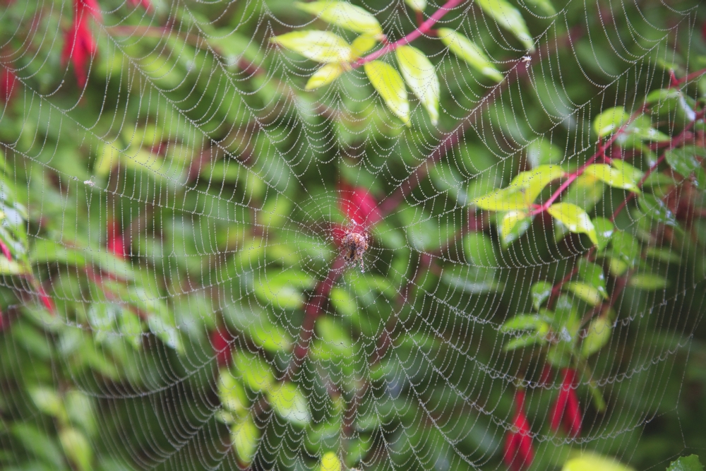 Spider Web Poster Print - 38 x 24