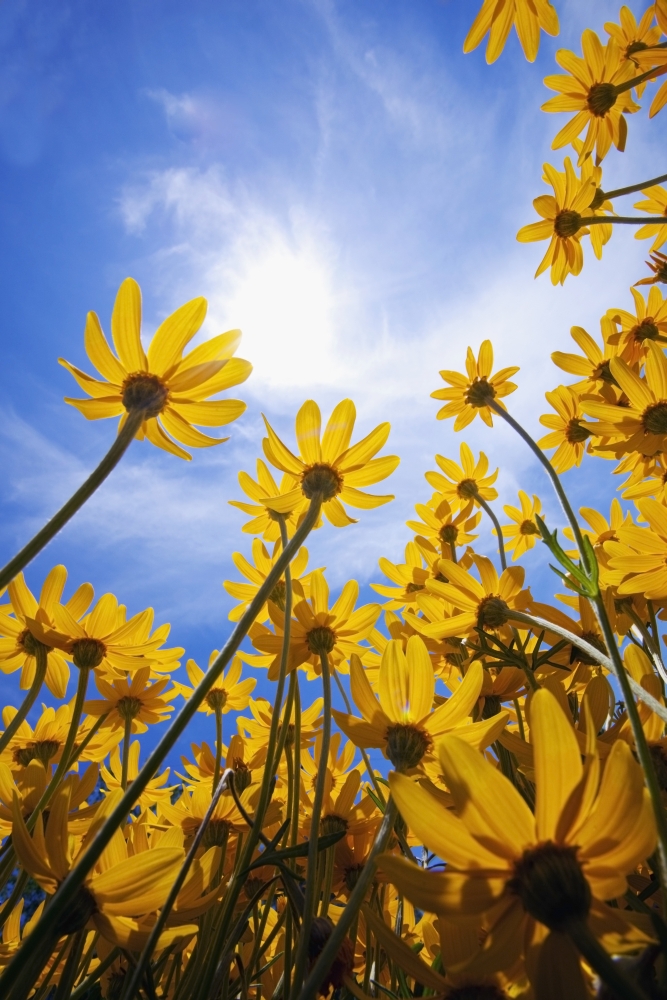 Yellow Flowers Asteraceae Poster Print - 12 x 19