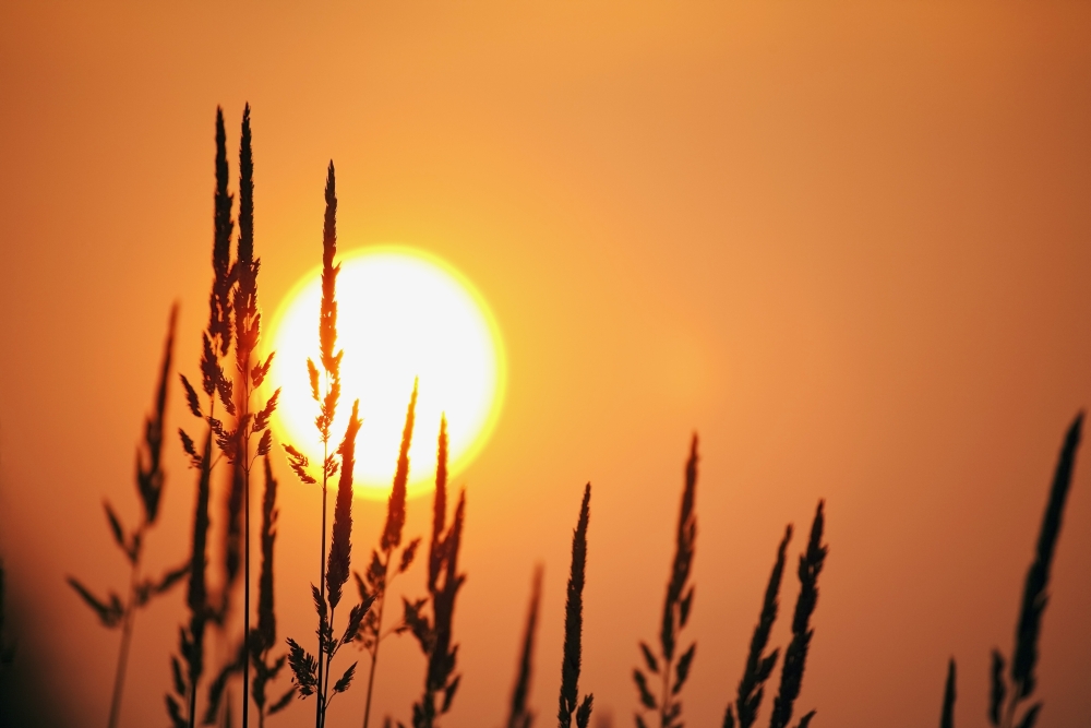 Tall Grass In A Sunset Poster Print, 19 x 12