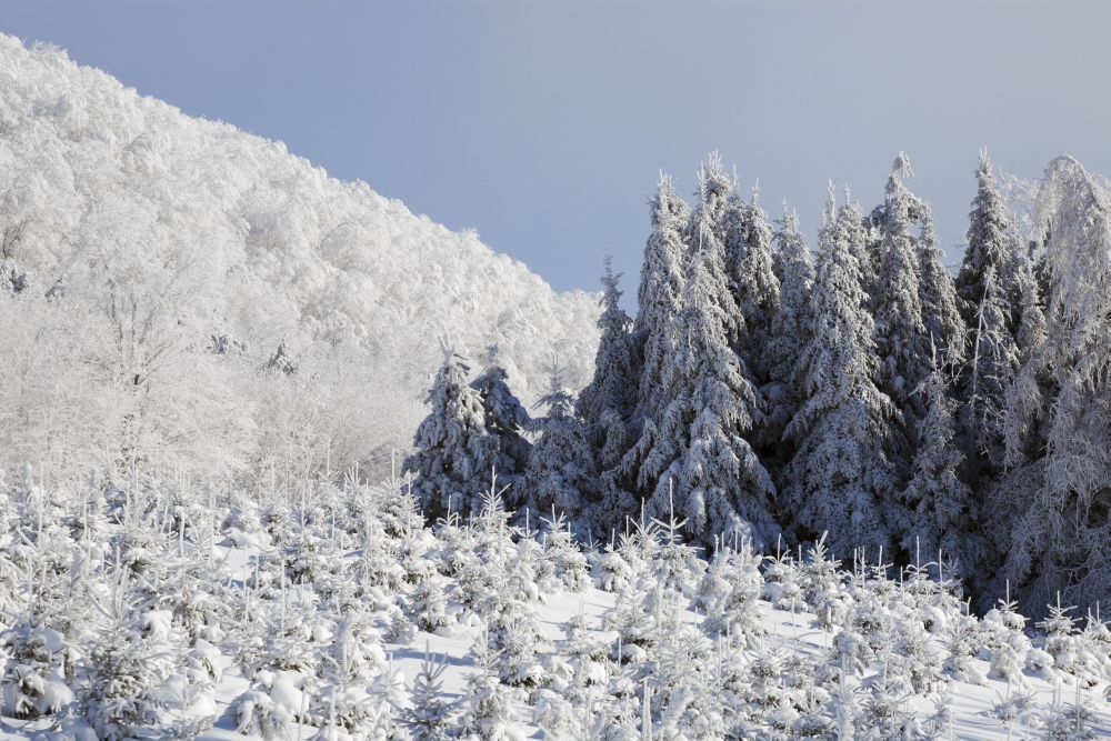 Trees Covered In Snow Poster Print - 19 x 12