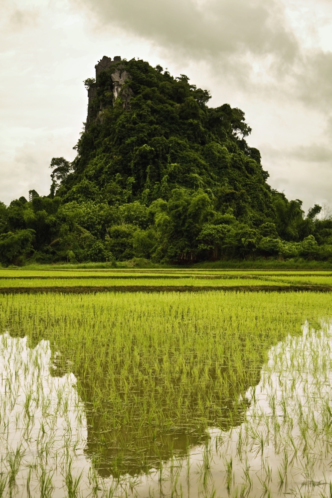 A Rice Field In Asia Poster Print - 12 x 19