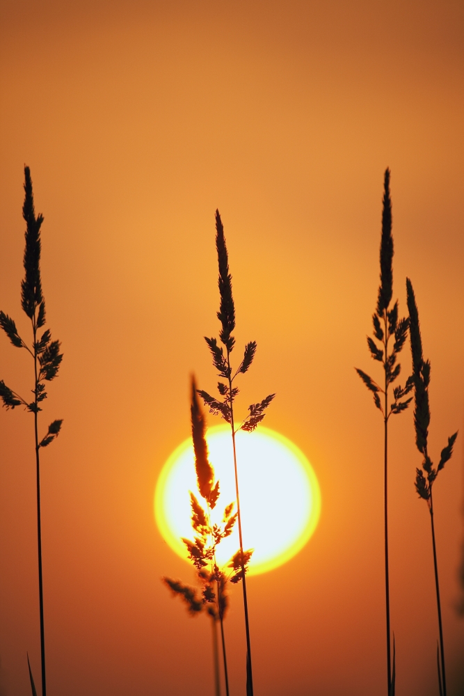 Tall Grass In A Sunset Poster Print - 12 x 19