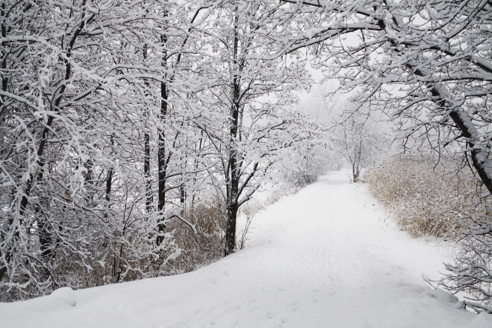 A Path Lined with Trees & Covered In Snow - Quebec Canada Poster Print 38 x 24