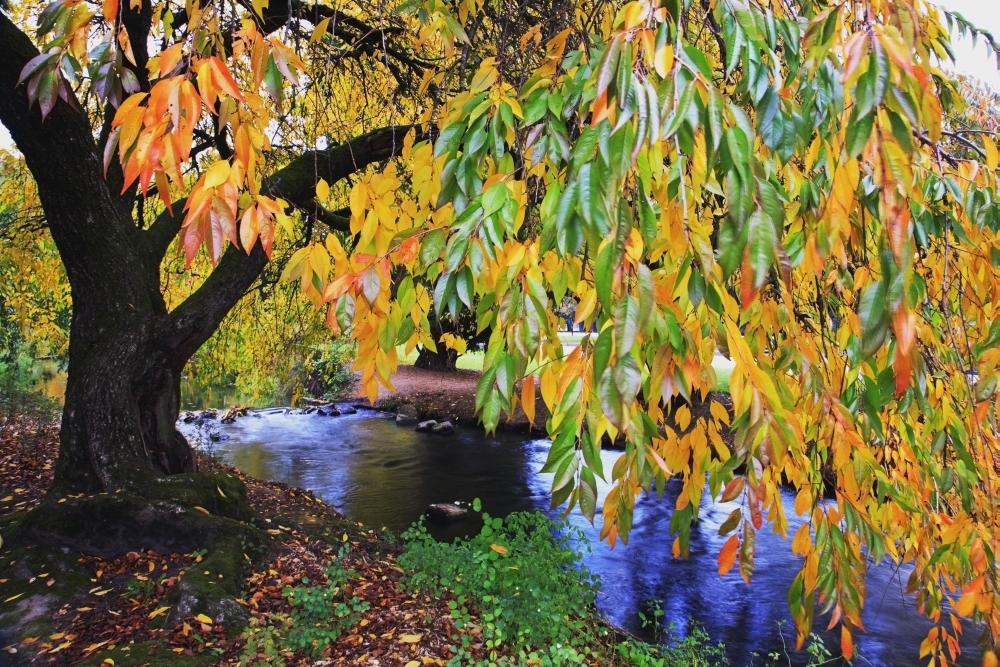 Portland Oregon United States of America - Autumn Colors Along Johnson Creek At Westmorland Park Poster Print 38 x 24