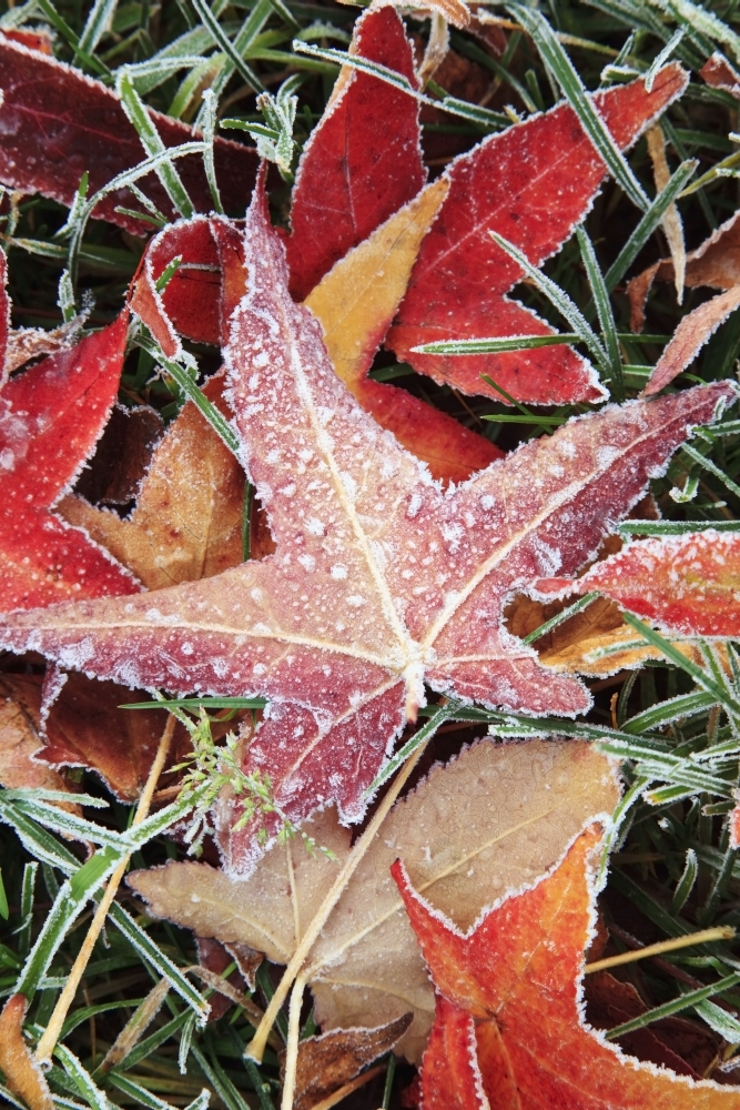 Fall Colored Leaves Covered In Frost Poster Print, 24 x 38