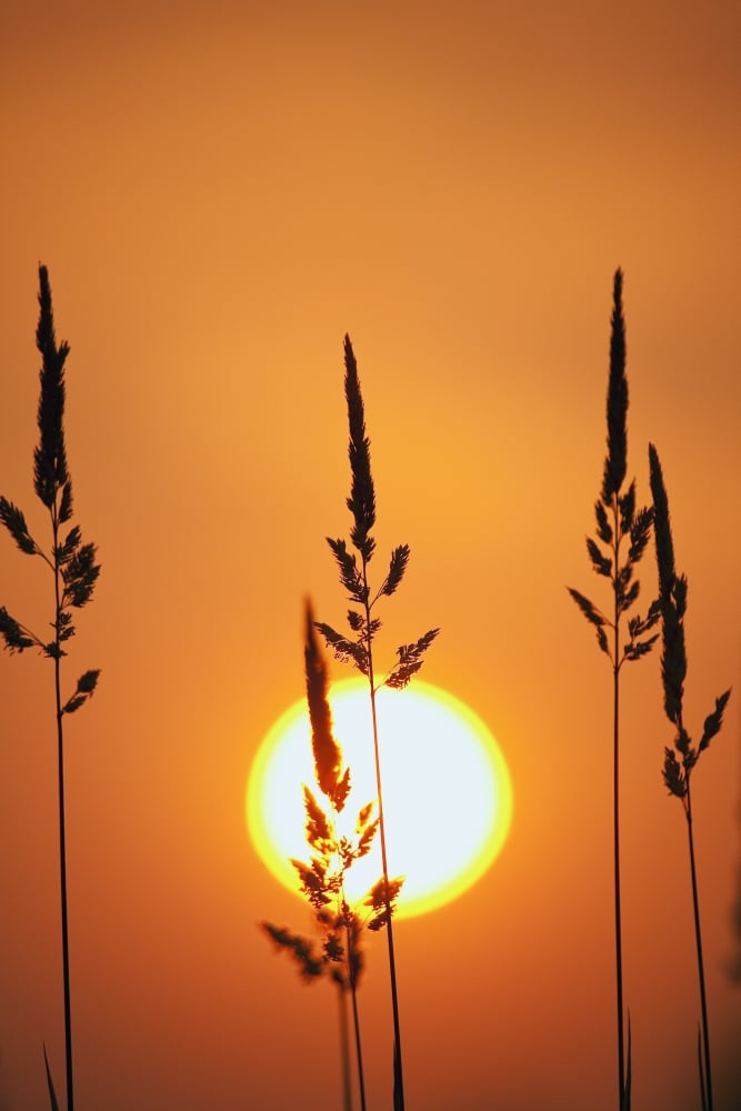 Tall Grass In A Sunset Poster Print - 24 x 38