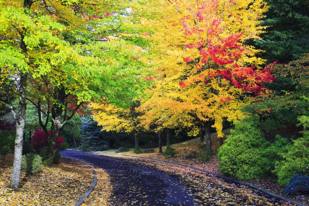 DPI1871297LARGE Oregon United States of America - Trees Lining the Road In Autumn Colors Poster Print, 38 x 24