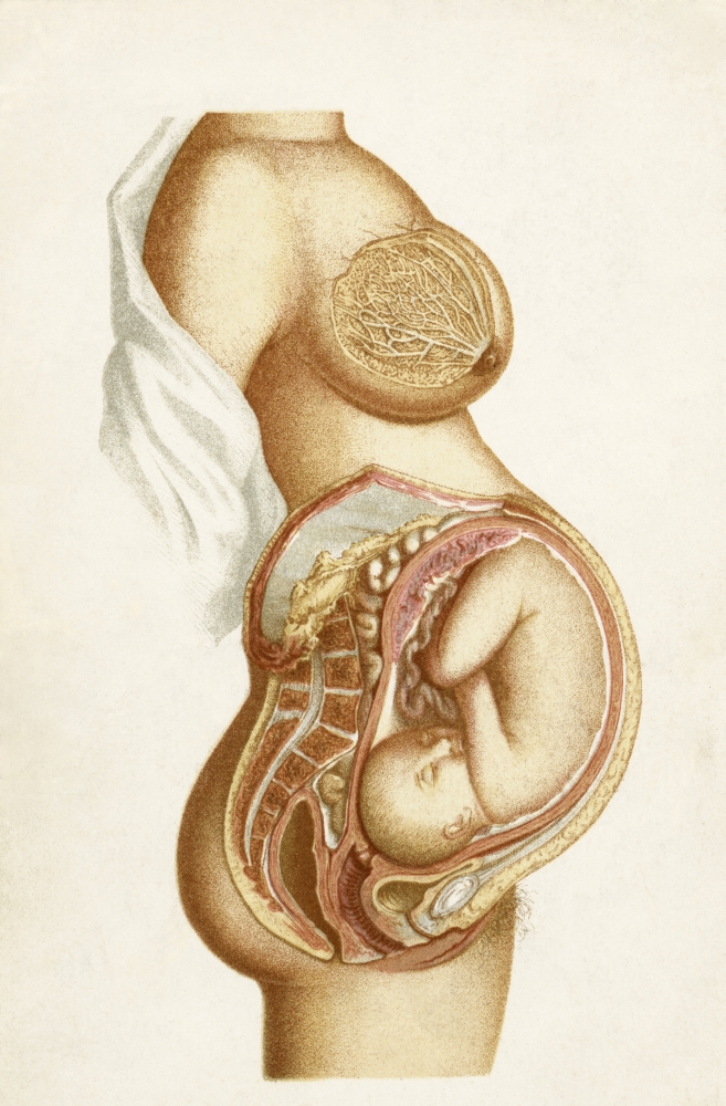 Semi-Diagrammatic Section of A Full Time Pregnancy Showing Position of Foetus In Utero From the Book Handbook of Obstet Poster Print - 22 x 36