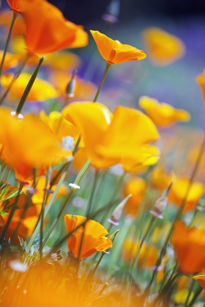 California Poppies Poster Print - 12 x 19