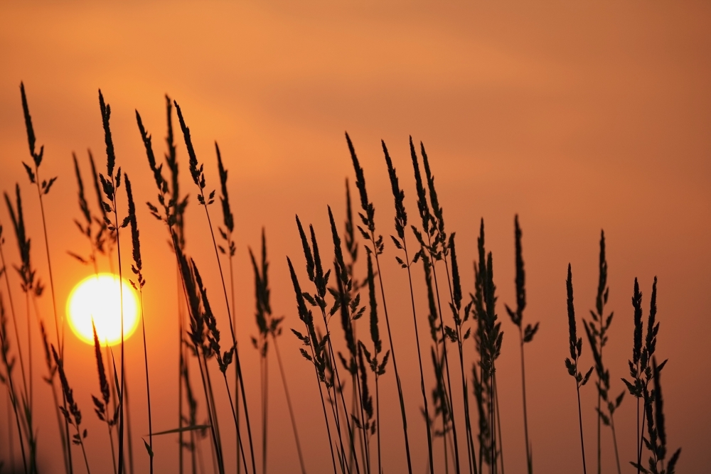 Tall Grass In A Sunset Poster Print - 19 x 12