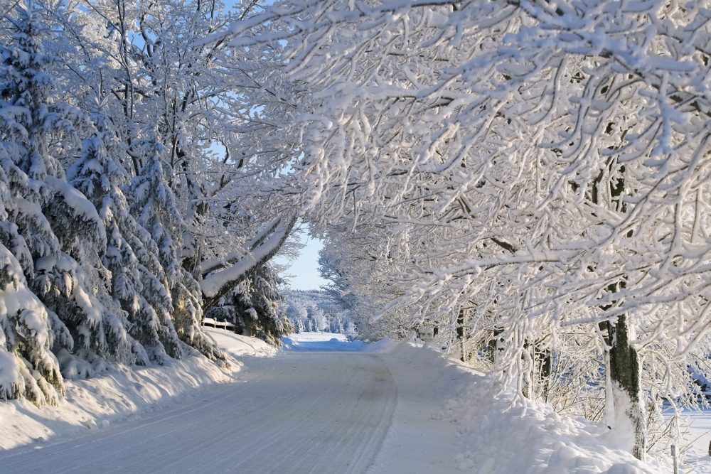 Trees Lining the Road In Winter - Quebec Canada Poster Print, 19 x 12
