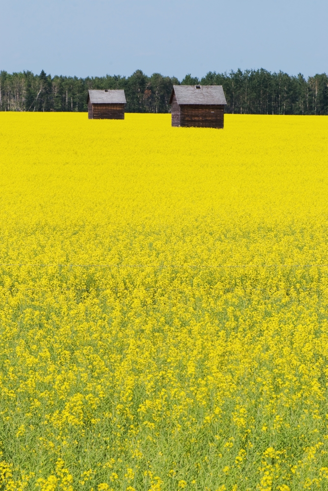 Alberta Canada - Two Wooden Shacks In A Canola Field Poster Print