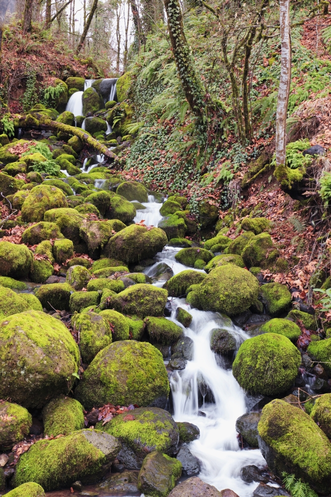 DPI1871951LARGE Happy Valley Oregon United States of America - Green Moss on the Rocks Along A Small Waterfall Poster Print, 24 x 38