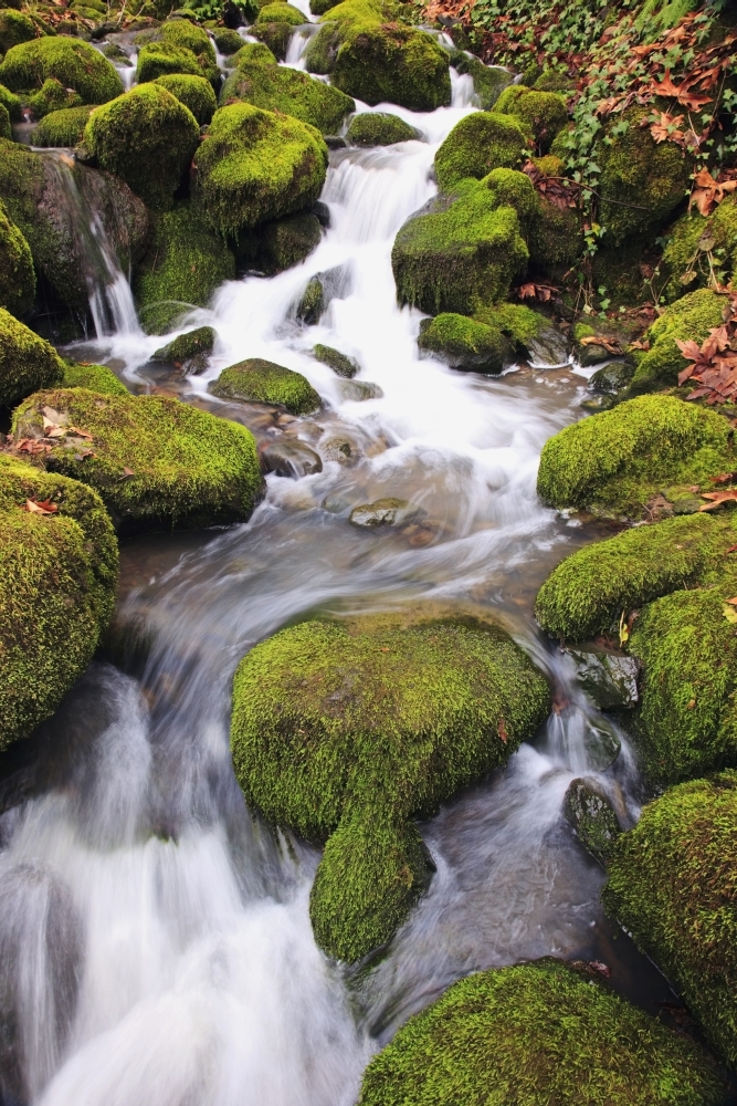 DPI1871950LARGE Happy Valley, Oregon, United States of America - Green Moss On The Rocks Along A Small Waterfall Poster Print, 24 x 38 - Large