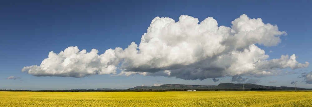 DPI12273011LARGE Canola Field with Blue Sky & Cloud - Thunder Bay Ontario Canada Poster Print - 44 x 15 in. - Large