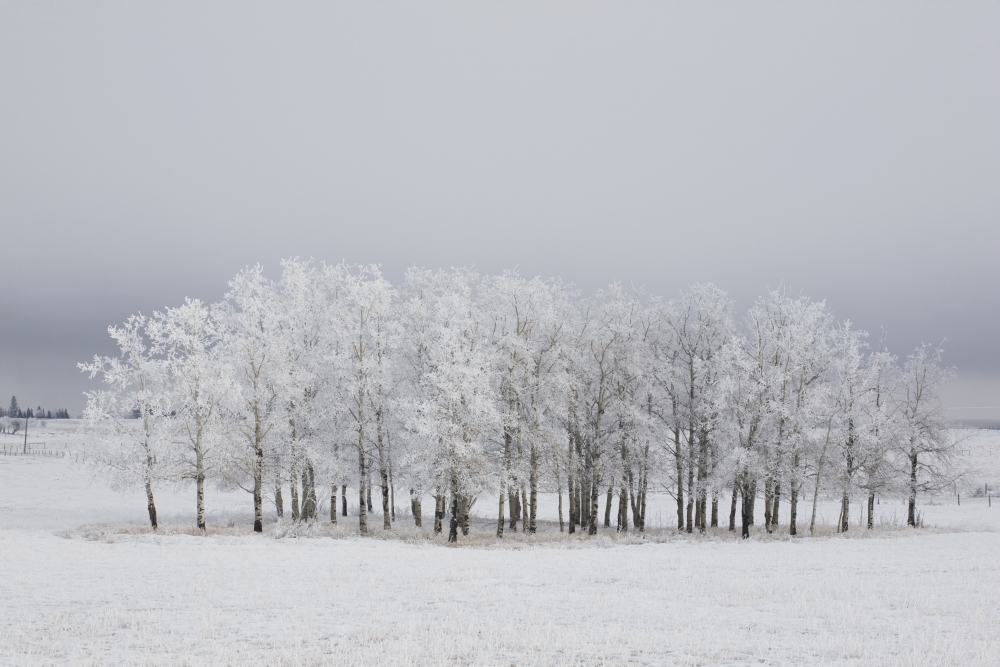 DPI1873173LARGE Calgary, Alberta, Canada - Trees Covered In Frost In A Field Poster Print, 38 x 24 - Large