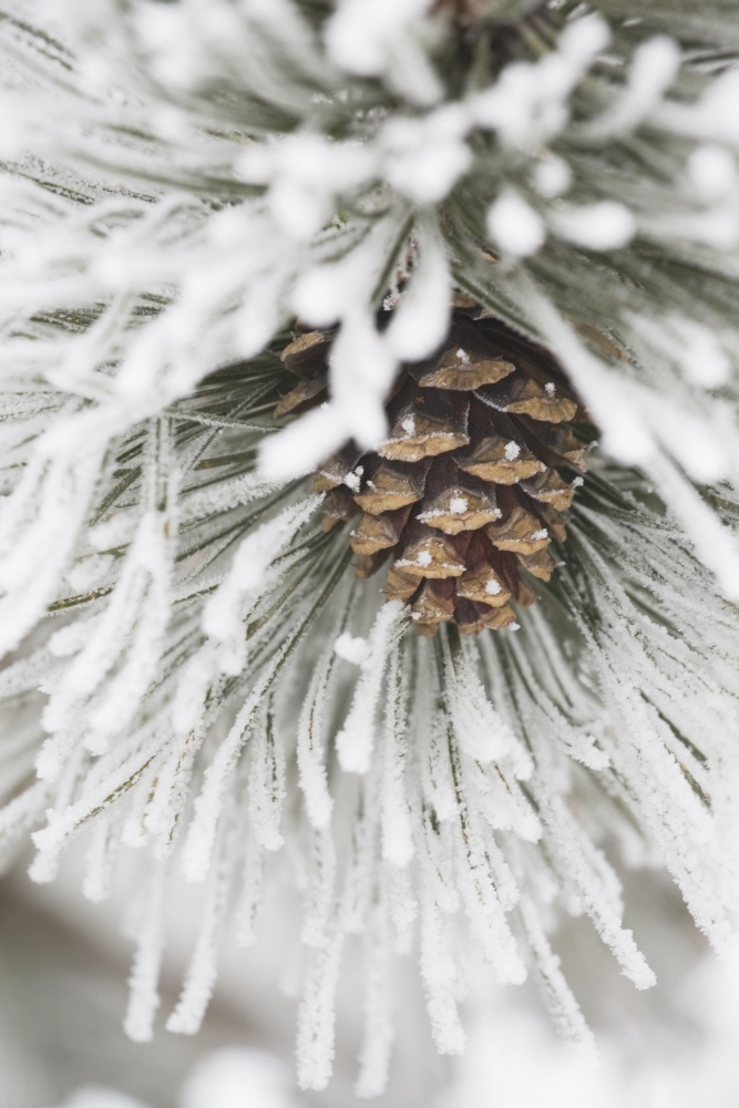 Calgary - Alberta - Canada - Frost Covered Pine Needles & A Pine Cone Poster Print - 24 x 38 - Large