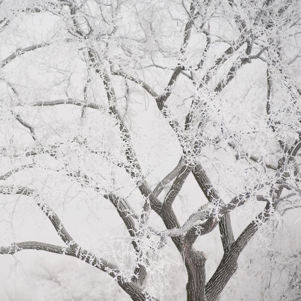 Winnipeg, Manitoba, Canada - Tree Branches Covered In Snow Poster Print, 24 x 24 - Large