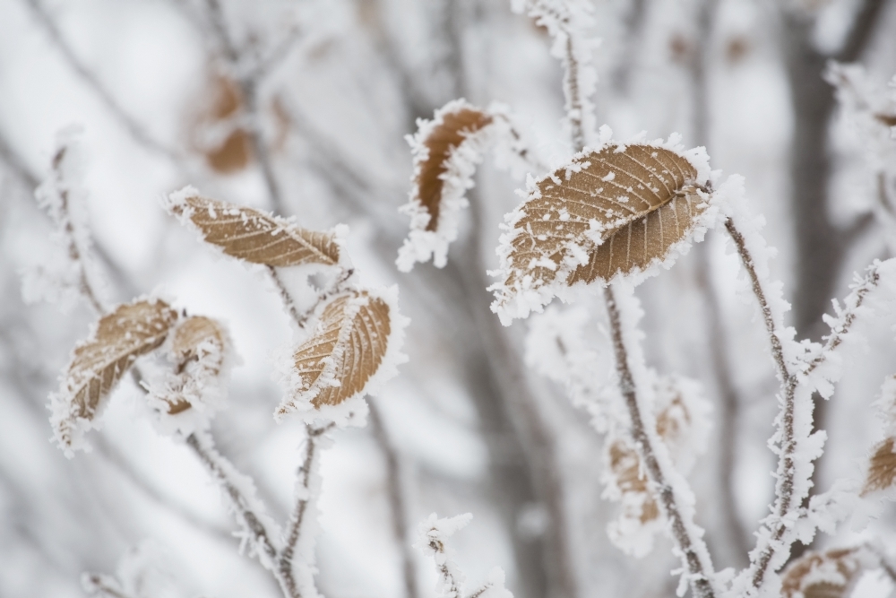 DPI1873301LARGE Calgary, Alberta, Canada - Frost Covering Brown Leaves On A Tree Poster Print, 38 x 24 - Large
