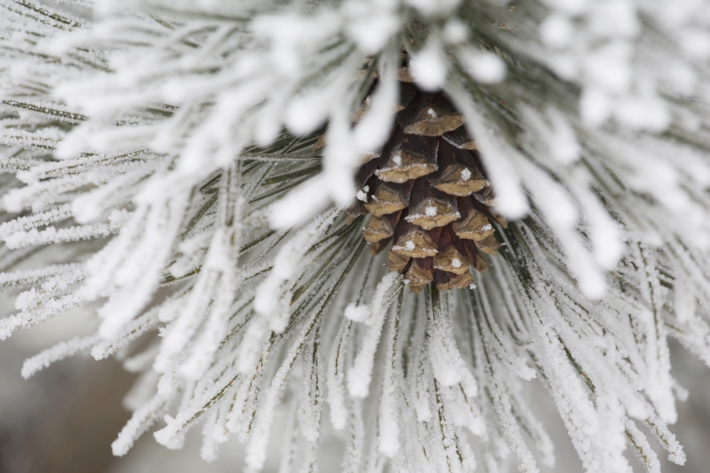 Calgary - Alberta - Canada - Frost Covered Pine Needles & A Pine Cone Poster Print - 38 x 24 - Large