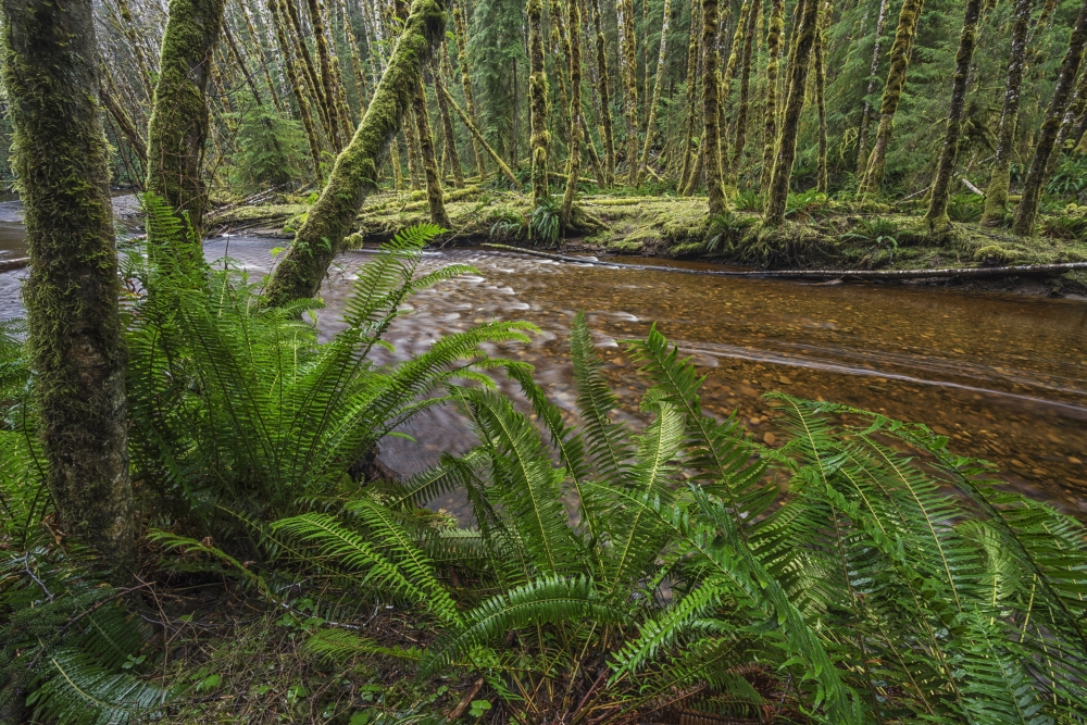 Haans Creek Flows Through The Green Rainforest Near Sandspit - Haida Gwaii British Columbia Canada Print - 19 x 12 in.
