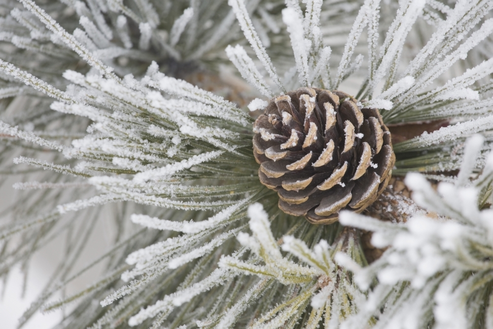 DPI1873174LARGE Calgary, Alberta, Canada - Needles of A Pine Tree & A Pine Cone Covered In Frost Poster Print, 38 x 24 - Large