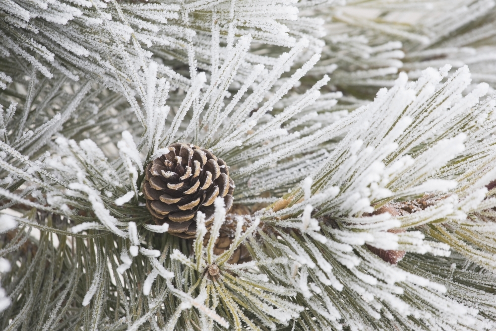 Calgary - Alberta - Canada - Frost Covered Pine Needles & A Pine Cone Poster Print - 36 x 24 - Large