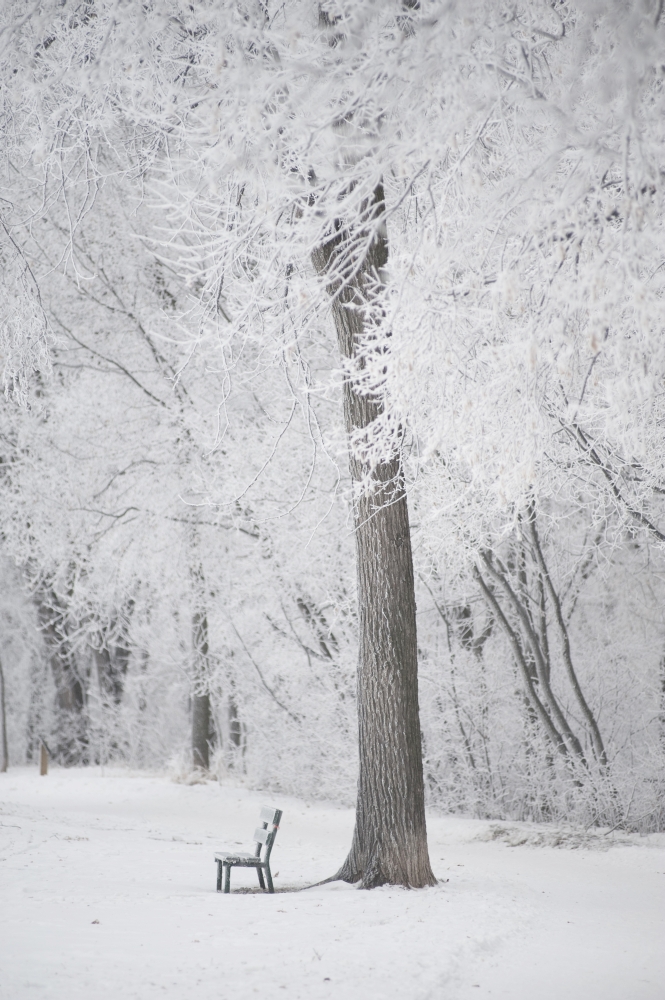 Winnipeg - Manitoba - Canada - Trees & A Park Bench Covered In Snow Poster Print 12 x 19