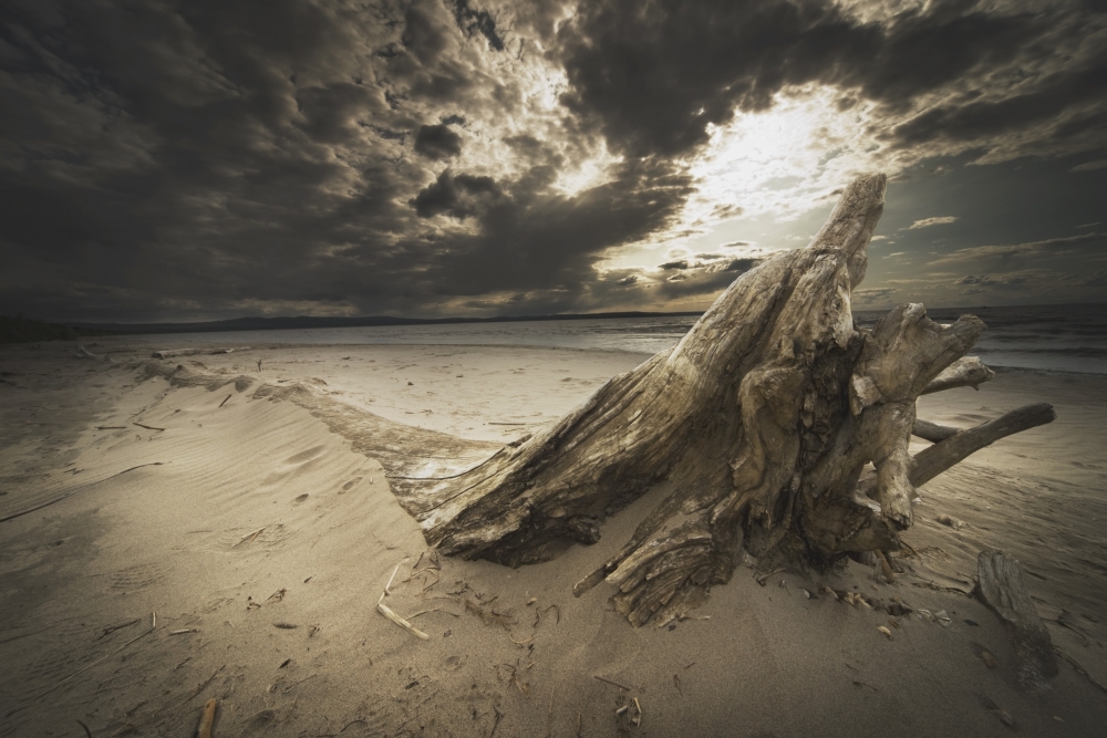 Alberta - Canada - Driftwood On The Beach Poster Print