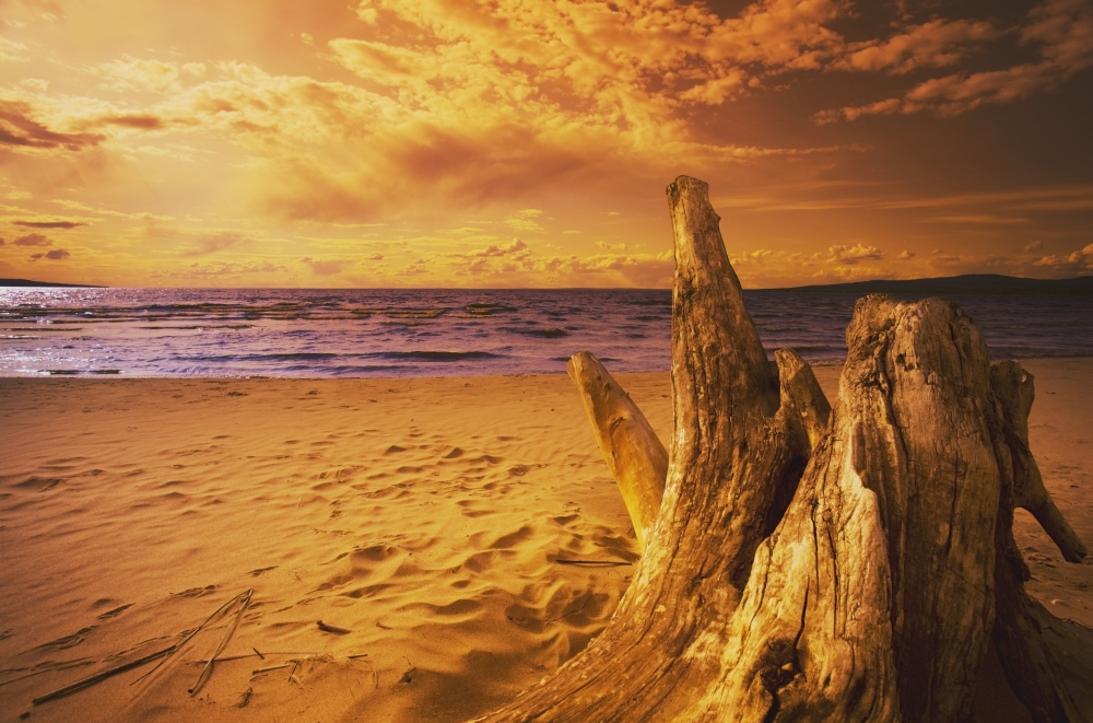 Alberta - Canada - Driftwood On A Beach At Sunset Poster Print