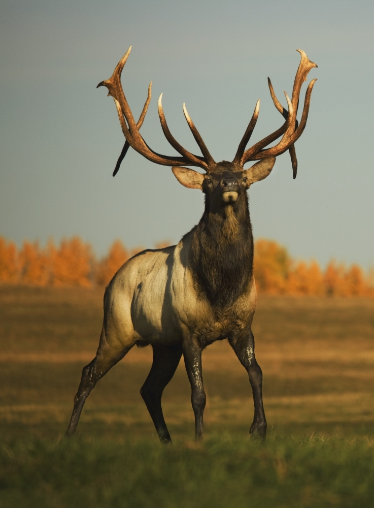 Alberta, Canada - Elk Cervus Canadensis Poster Print, 13 x 18